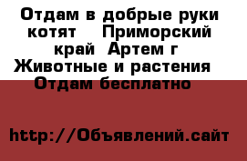 Отдам в добрые руки котят  - Приморский край, Артем г. Животные и растения » Отдам бесплатно   